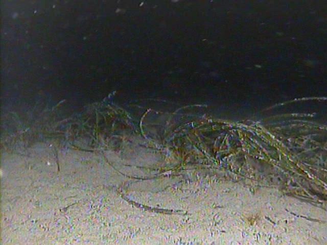 Seagrasses at 18m depth (night dive)
