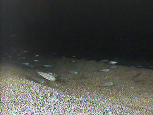 Small fish close to sandy bottom at 20m depth (night dive)