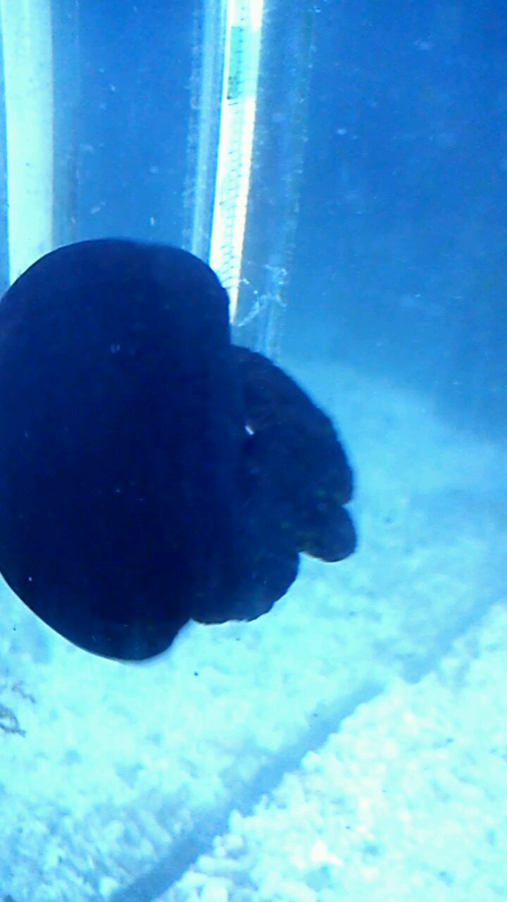 this use to be my pet jellyfish "Bobert" Pet jellyfish are becoming very popular in north America and most of the worlds pet jellyfish tanks and the most affordable pet jellyfish tanks are sold in North America.