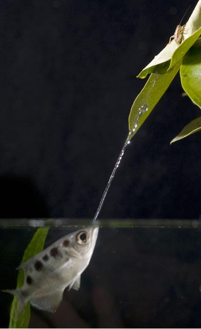 Archerfish1.jpg